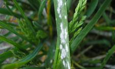 Făinarea orzului  Făinarea orzului